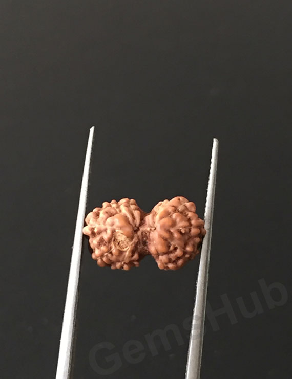 Gauri Shankar Rudraksha Certified (Indonesian Origin) Size-12.7 mm